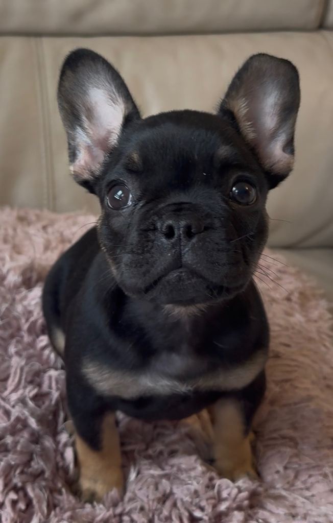Male French bulldog puppy ready to leave 