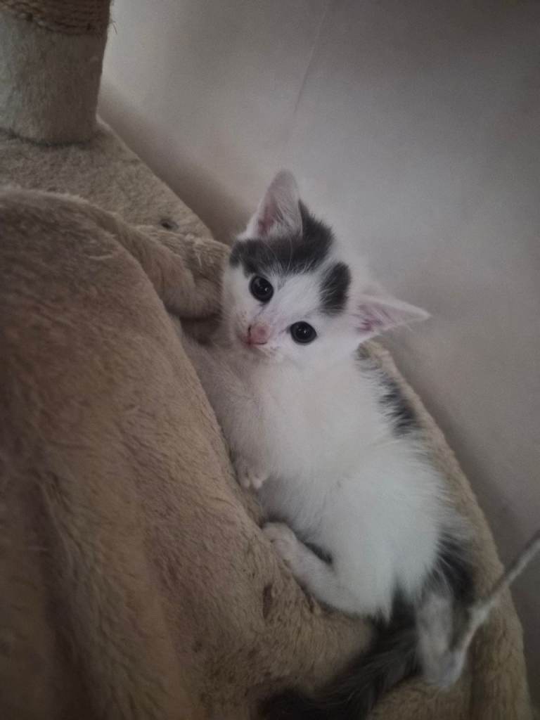 beautiful kittens for sale