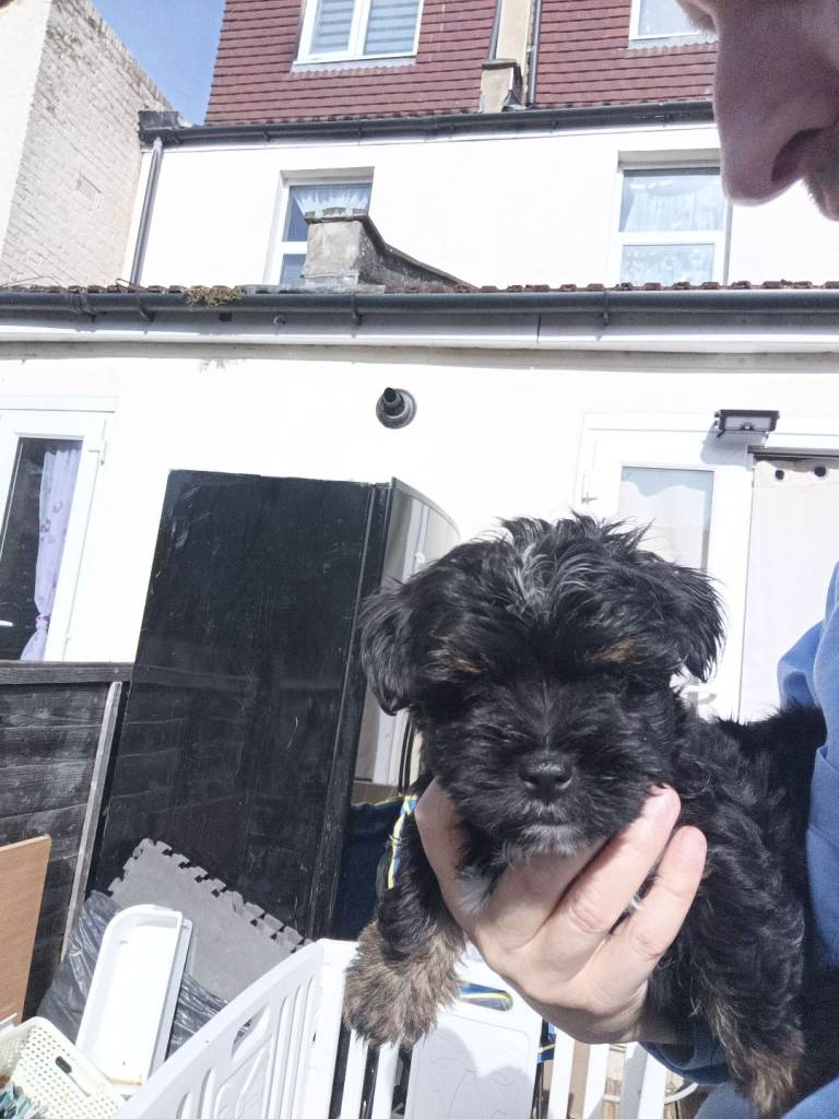 Yorkiepoo puppy 13 weeks old