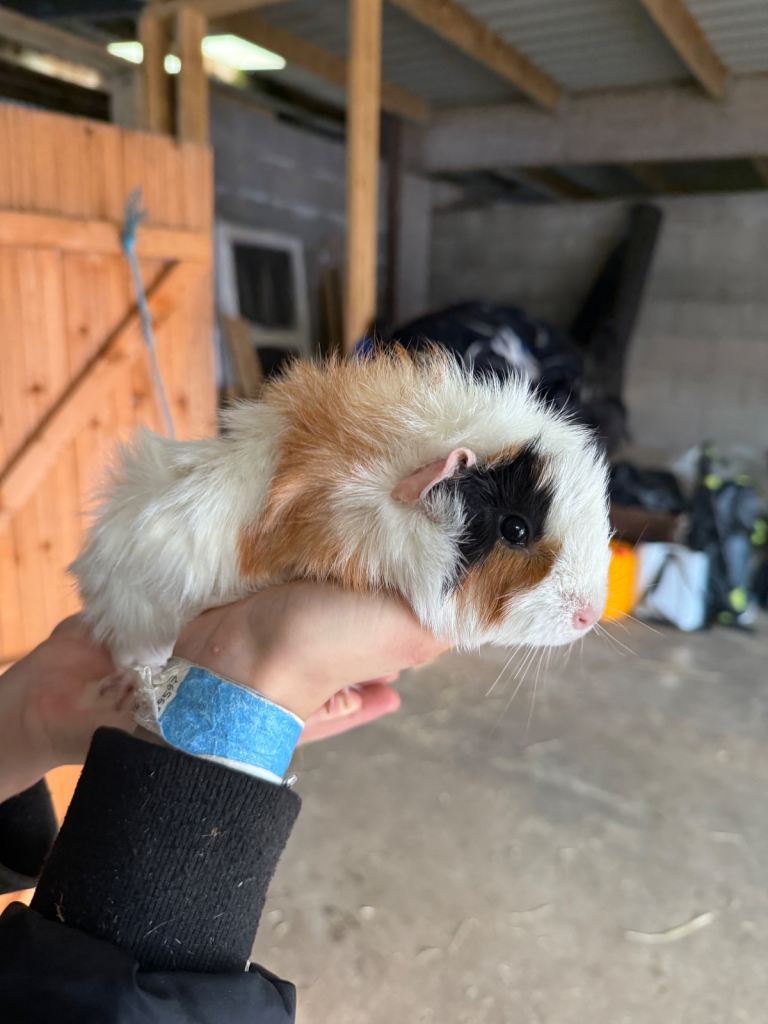 Male guinea pigs