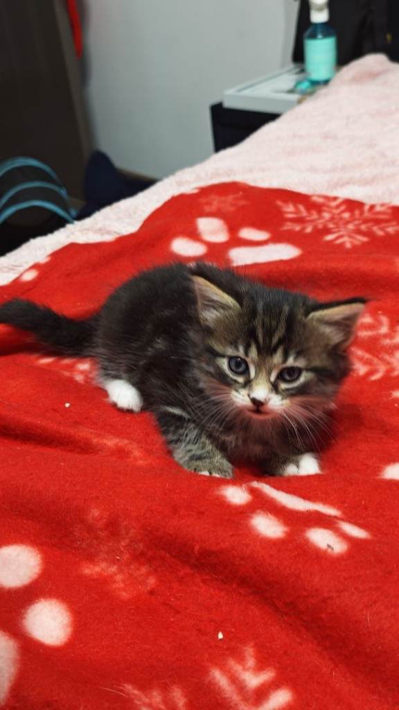  adorable male kittens 