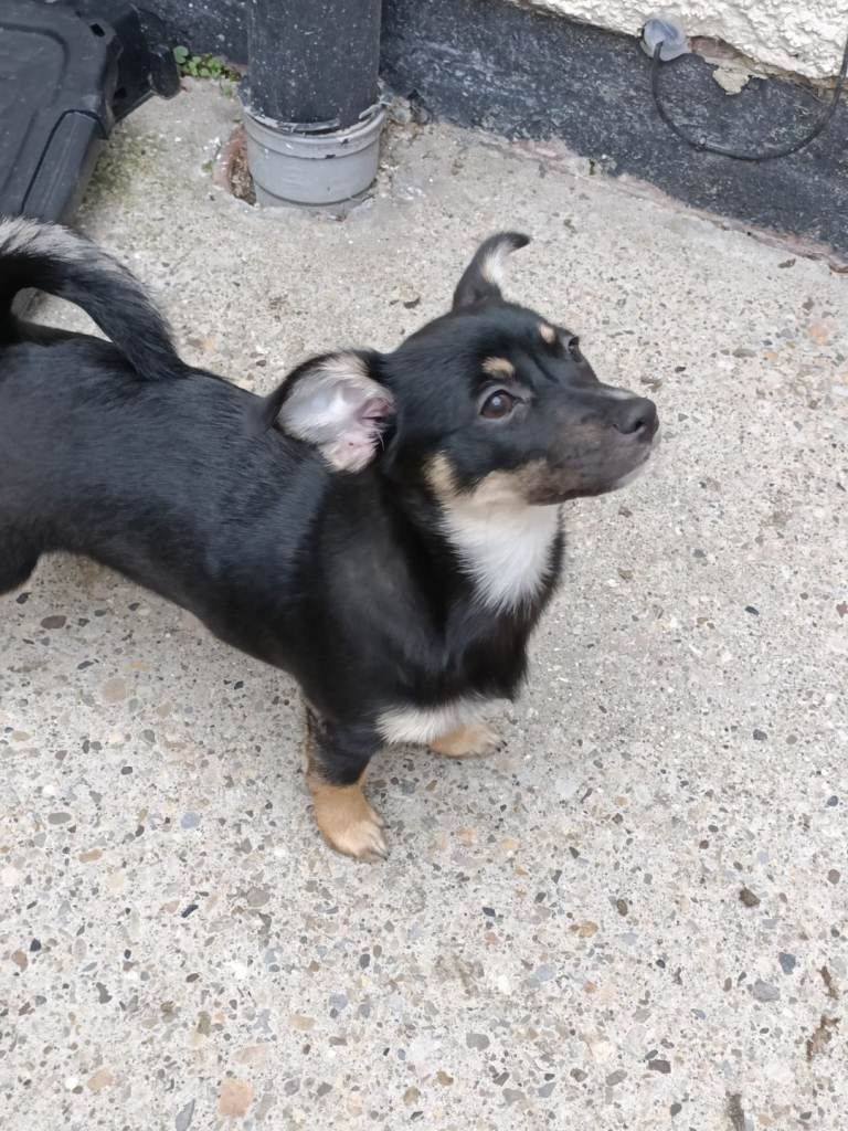 4 month female German Spitz 