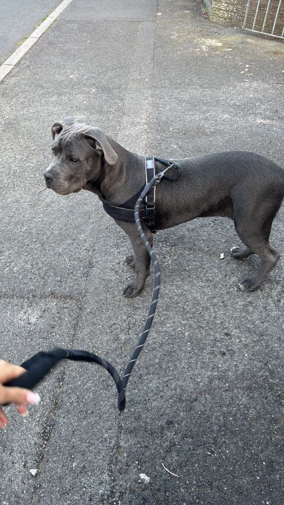 Cane Corso x pocket bully