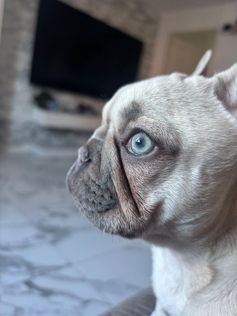 Beautiful frenchie with lightest eyes