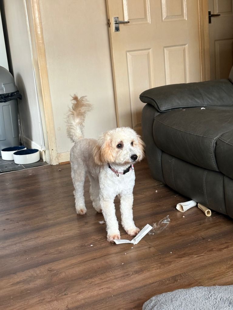 Cockapoo puppy for sale