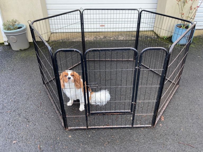 Dog / small animal run 