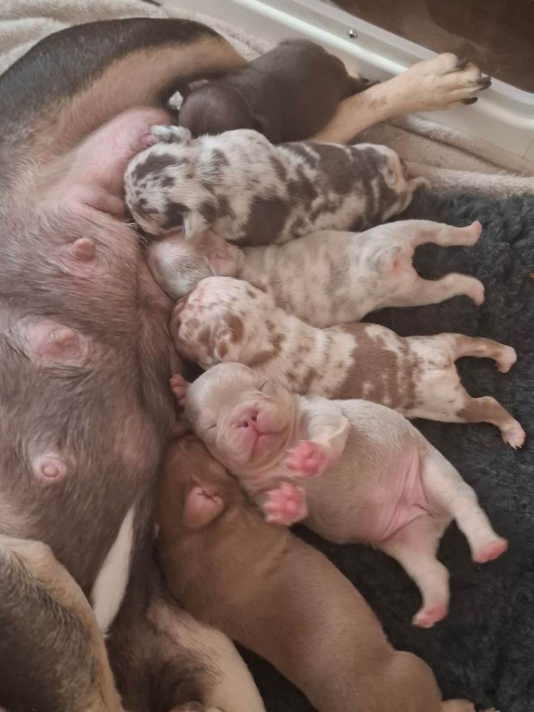 French bulldog puppys KC registered 
