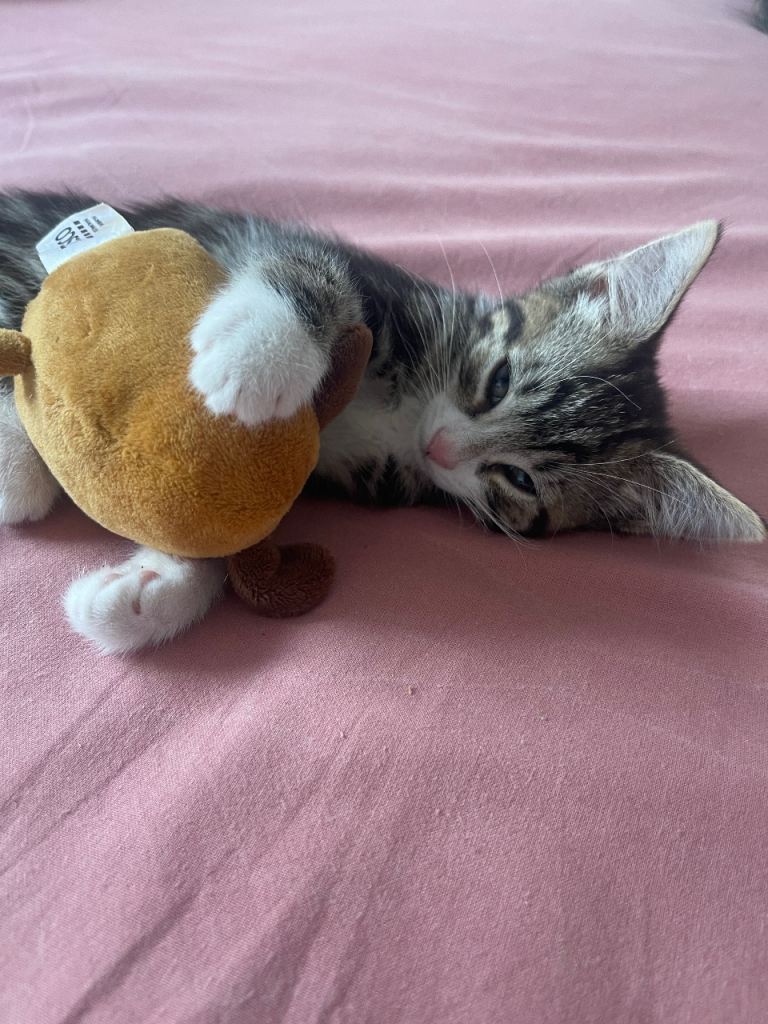Two gorgeous tabby kittens ready now 