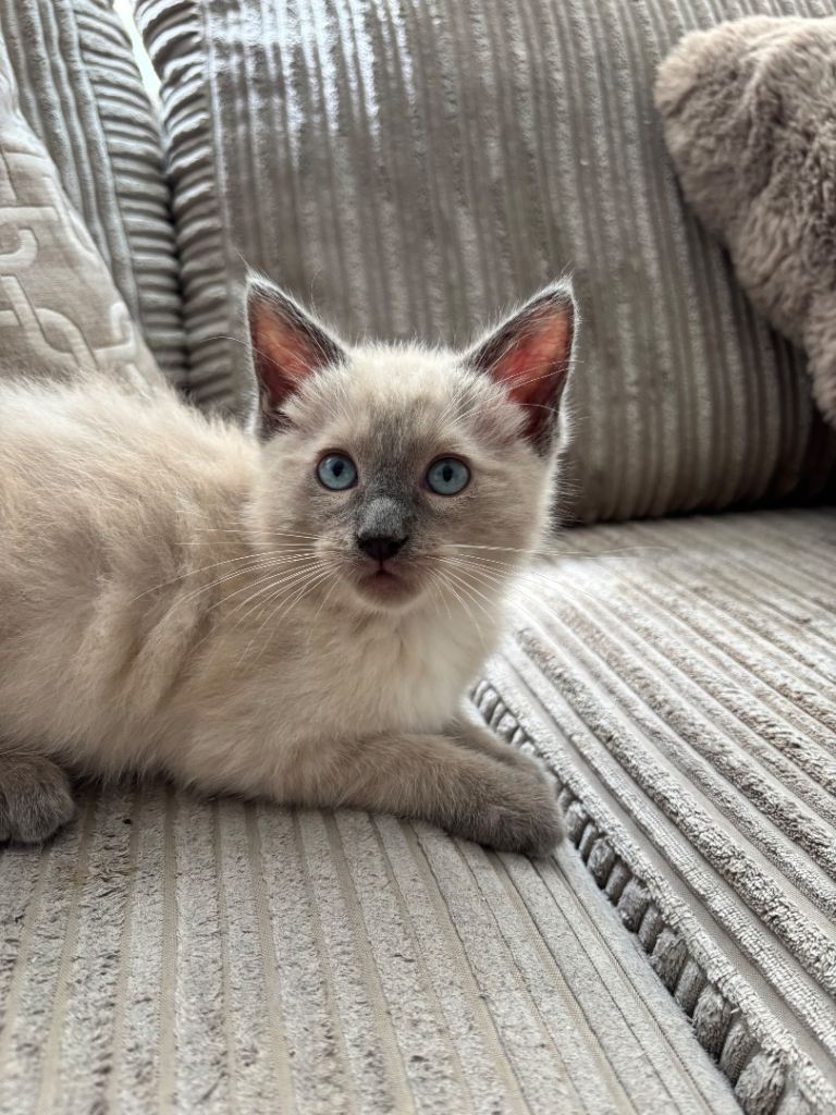 Gorgeous Ragdoll X tonkinese kittens (tonkdoll) ONLY 1 left 