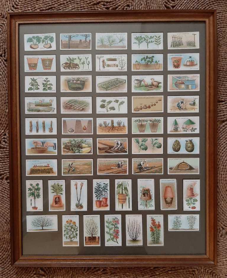 Set of 50 Framed W.D. & H.O. Wills 'Gardening Hints' Cards / 1923