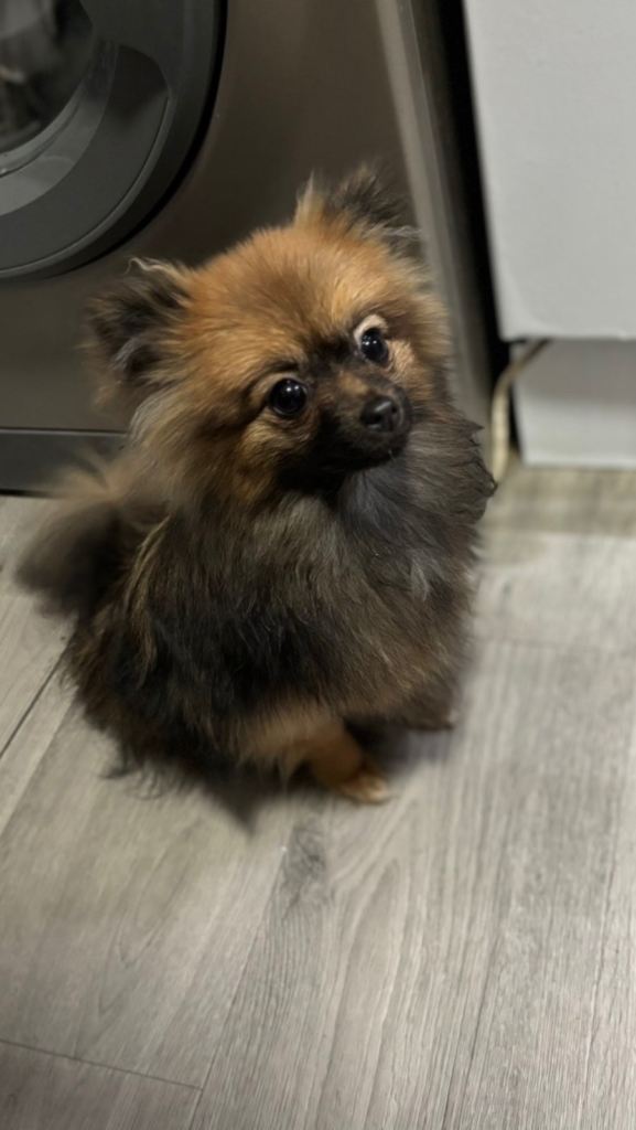 Pomeranian puppy 