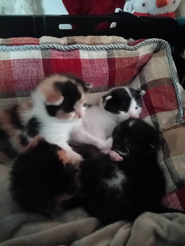 4 Kittens for sale. 