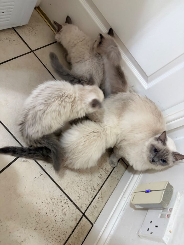 Ragdoll kittens for sale
