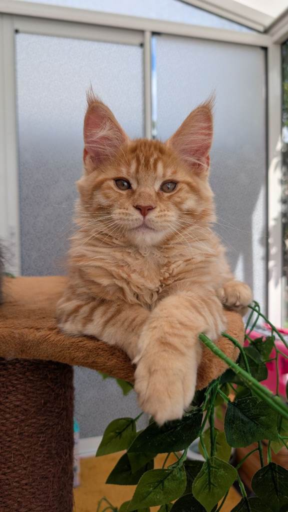 Tica registered Maine coon boys