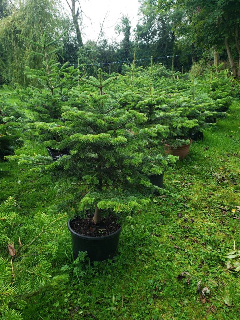 Live Potted Nordmann Fir Christmas Tree