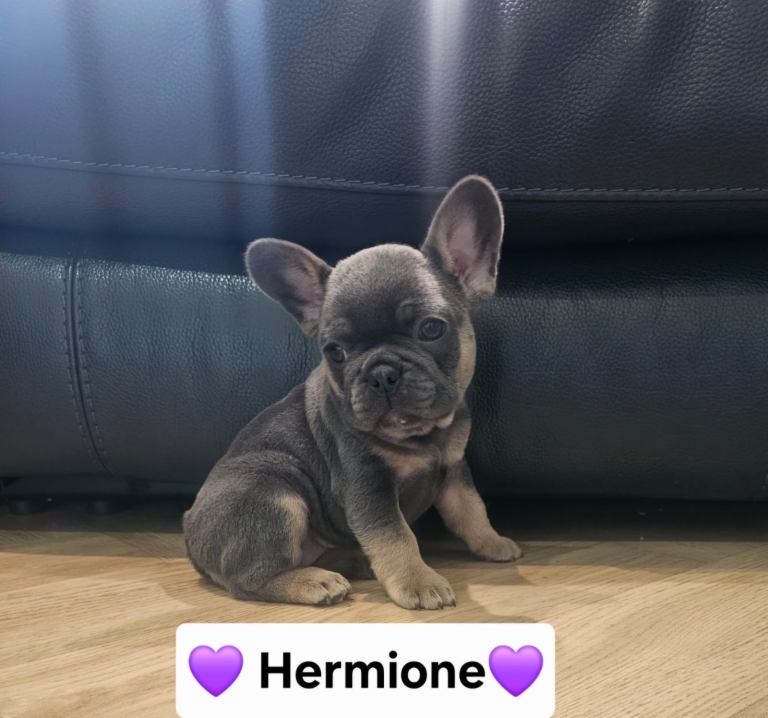 French bulldog pups