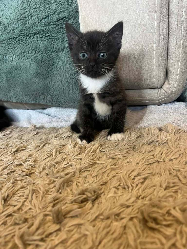 Male beautiful  X BSH x ragdoll kittens 