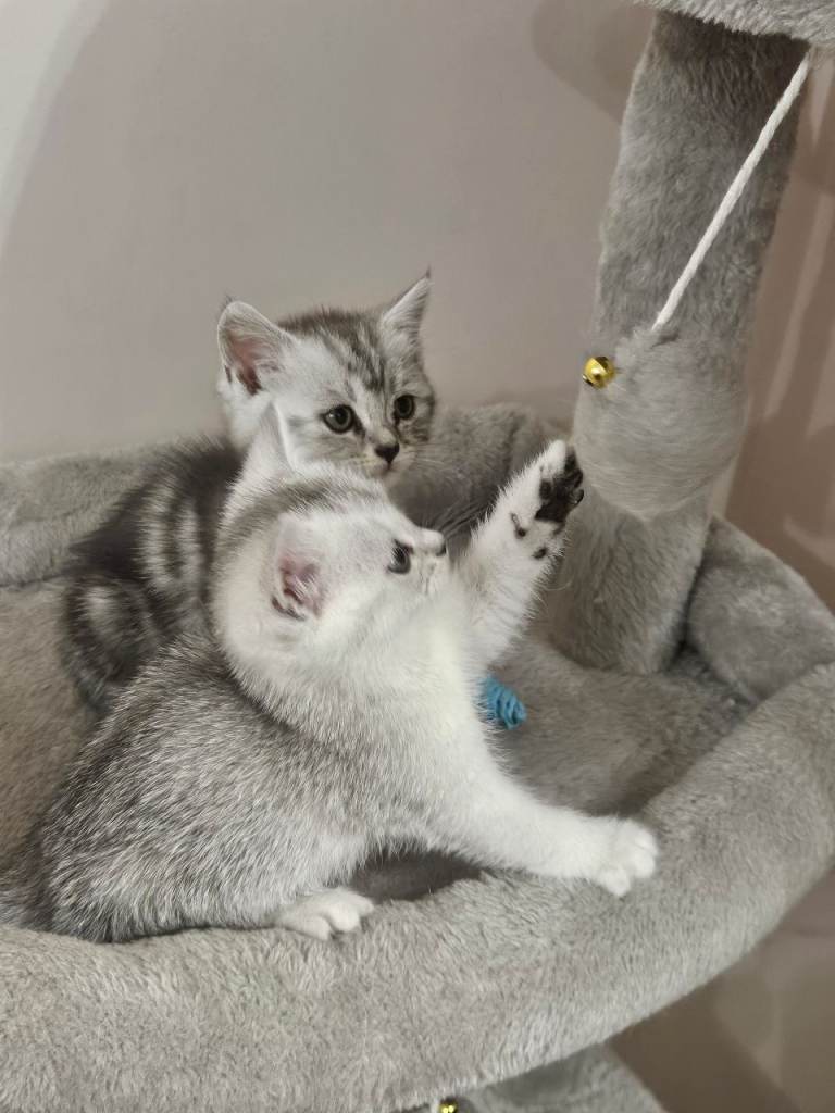 British shothair tabby kittens 