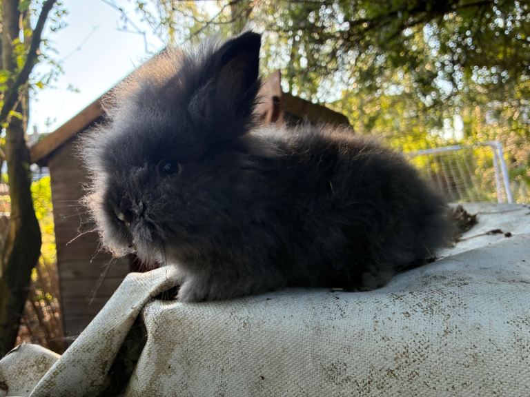 1 baby boy lionhead  bunny 