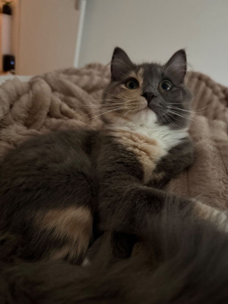 Female kitten