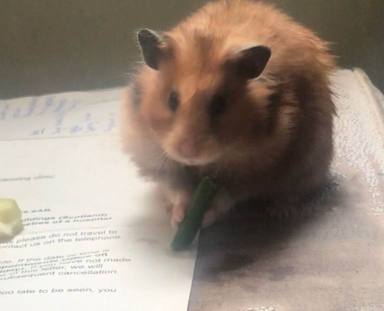 Beutifull syrian hamster needing a new loving home 