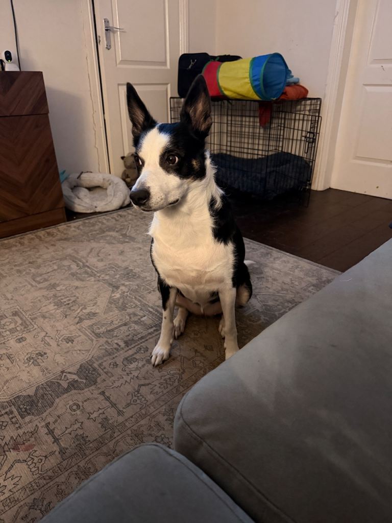 Collie