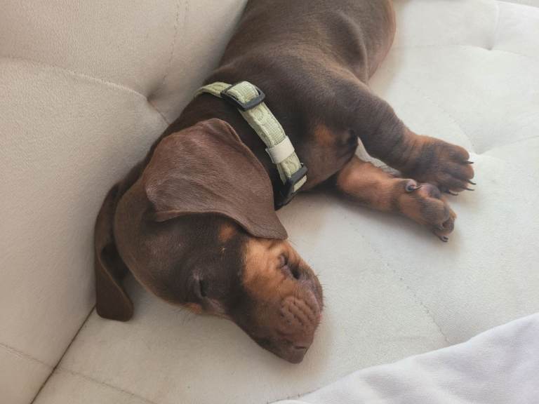 2 gorgeous miniature daschund pups 