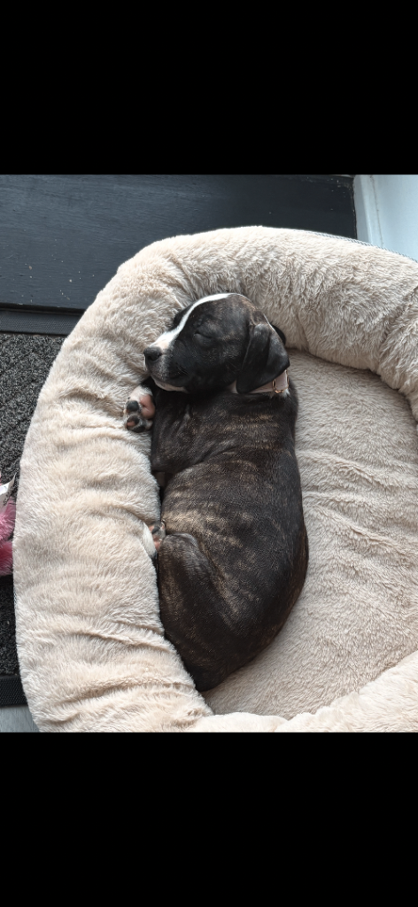 13 week Staffordshire bull terrier puppy 