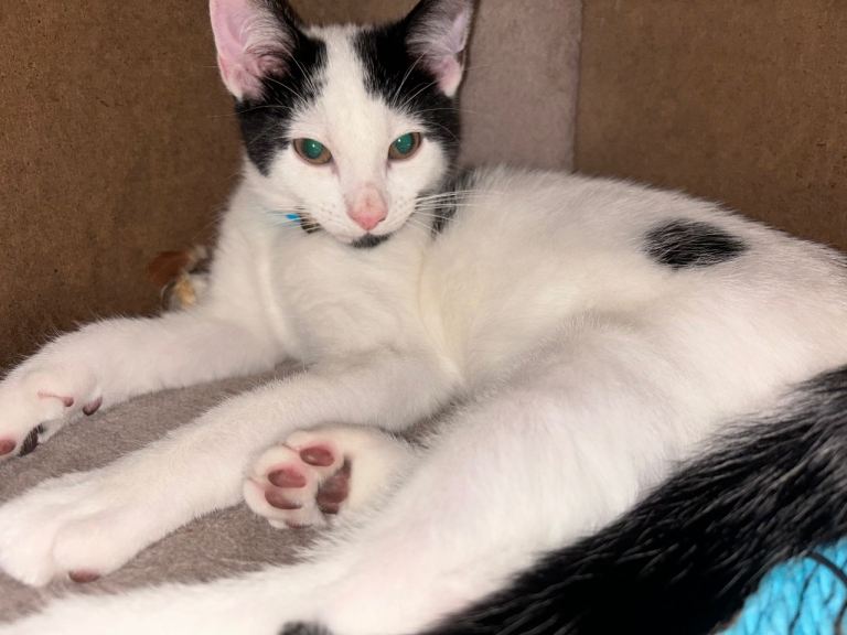 Loving 2-Year-Old Tabico male Looking for a Forever Home