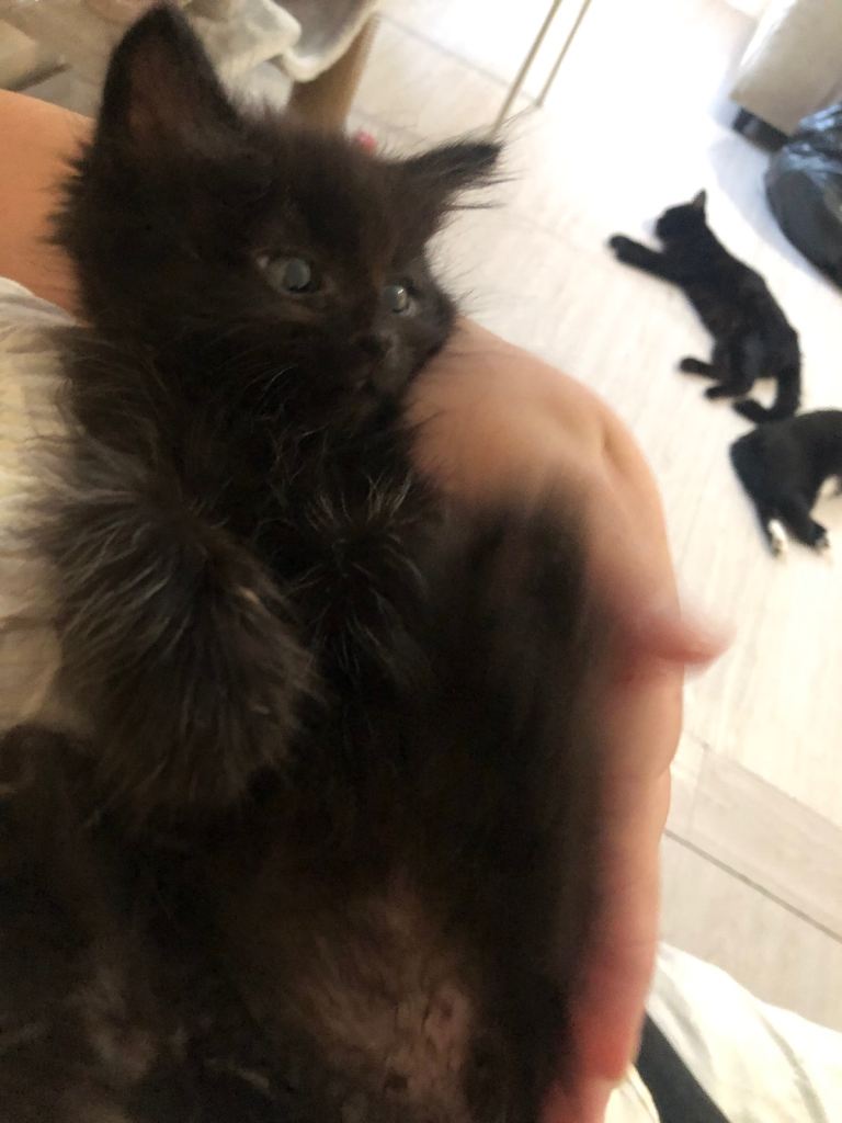 2 Kittens for sale- One Longhaired black female. One black and white male.