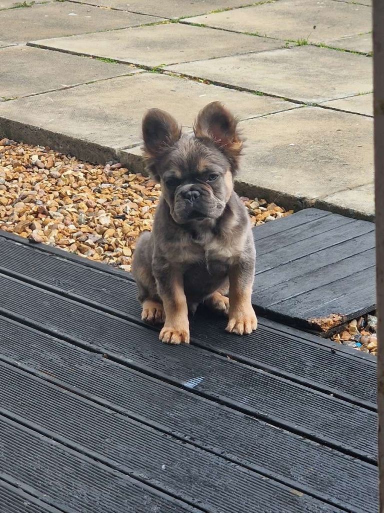 French bulldog 