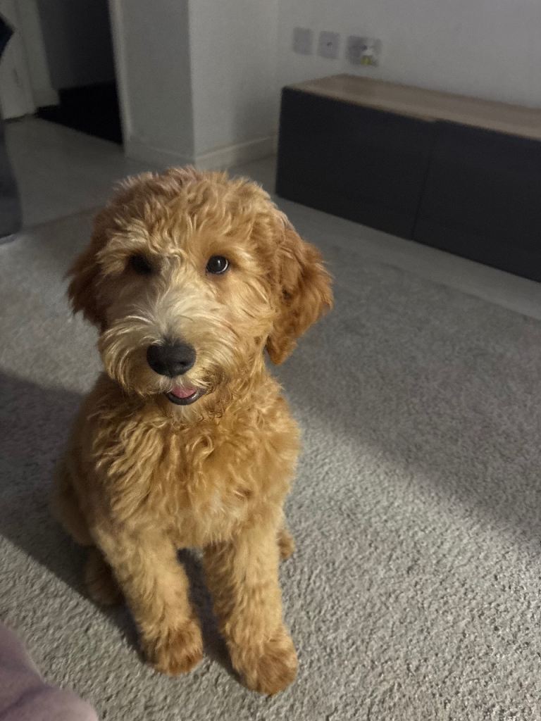 Goldendoodle 