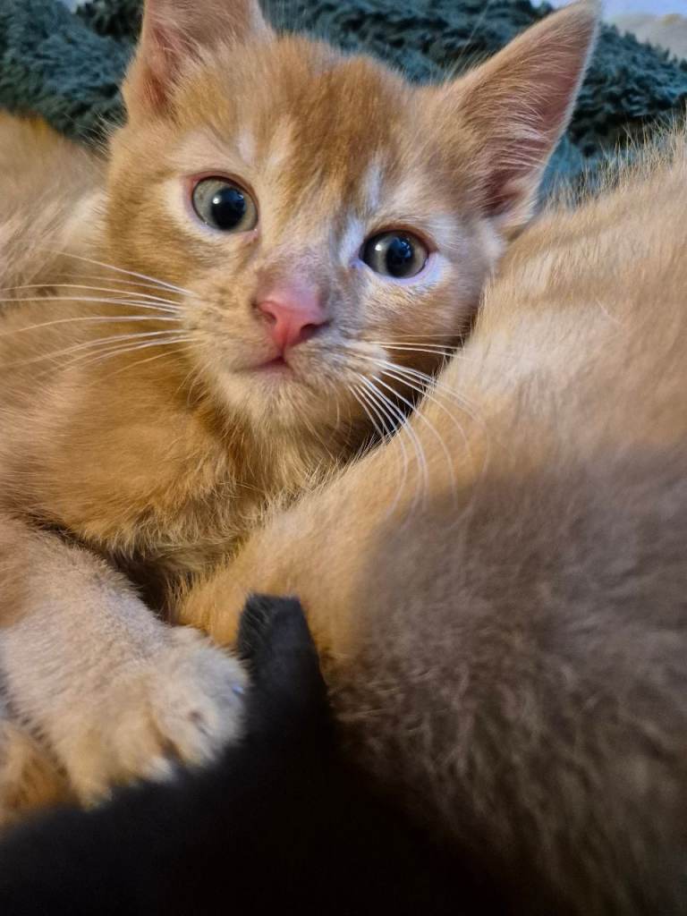 2 beautiful baby boy kitten's