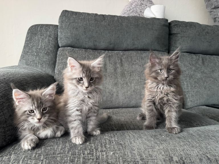 maine coon kittens 
