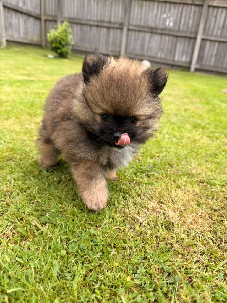 Two Pomeranian boys