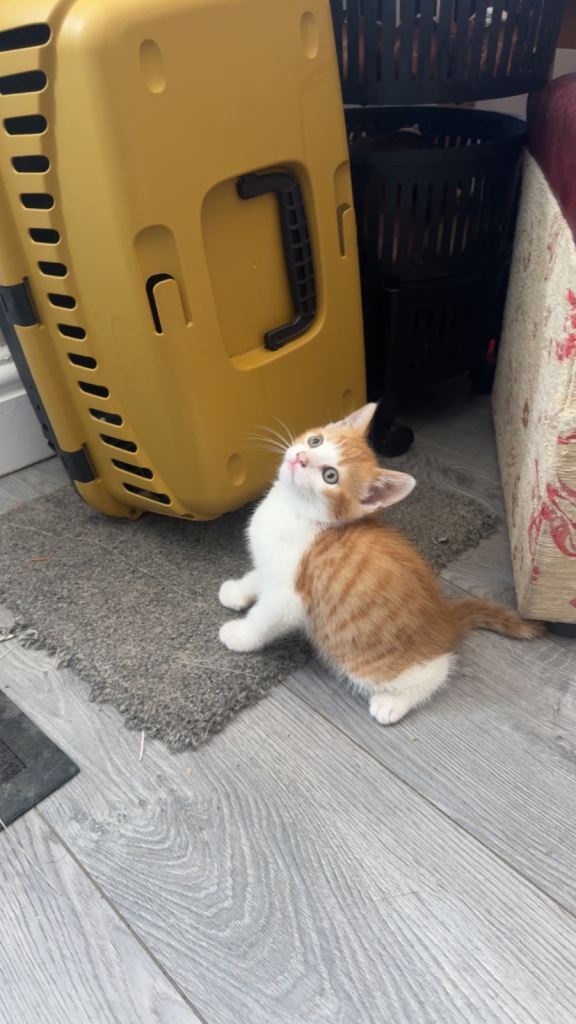 Kitten for sale 