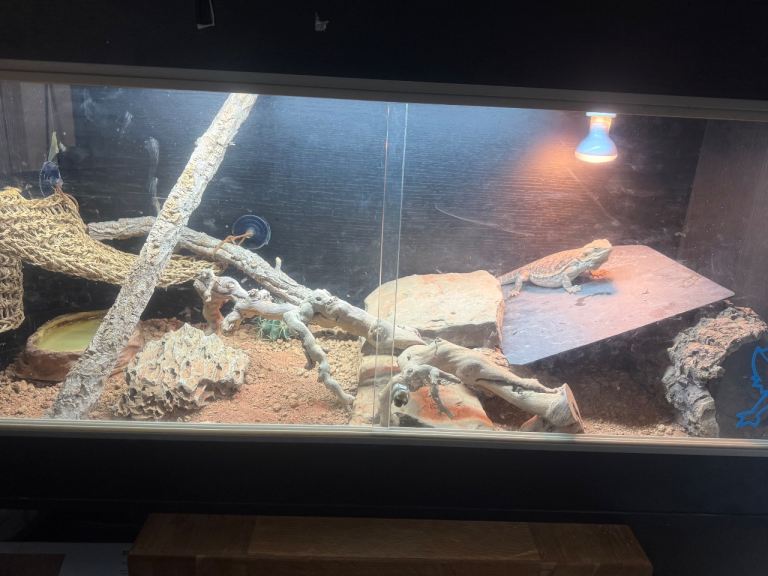 Bearded dragon and set up