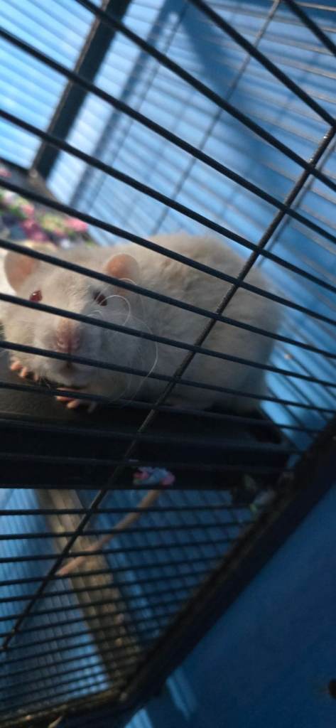 2 male rats (edited)