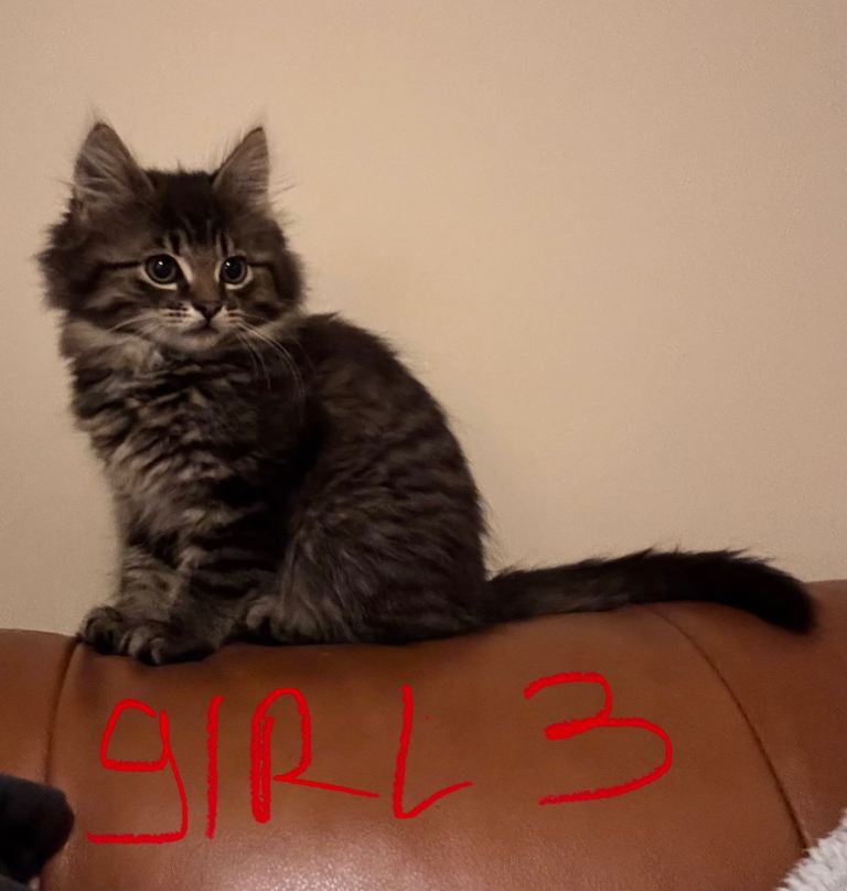 5 Maine Coon x Domestic Shorthair Kittens – 2 Boys, 3 Girls – Loving Homes Only