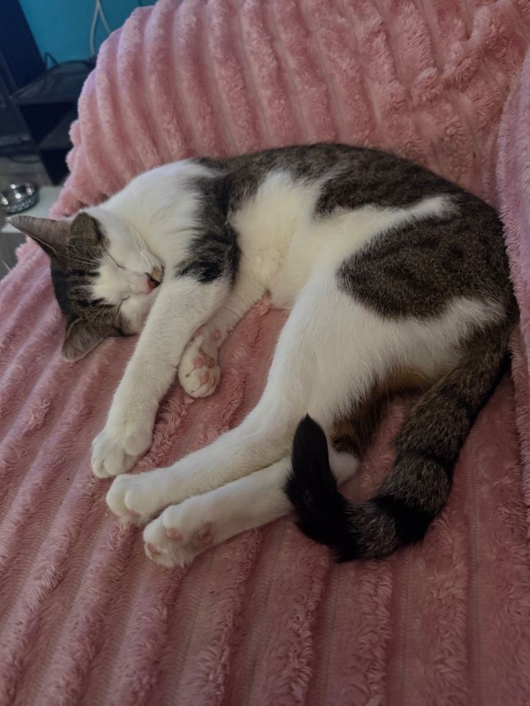 Male cat need rehoming