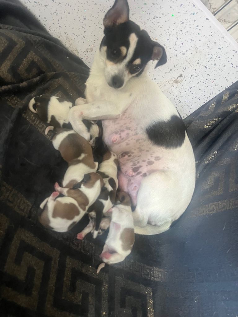 Chihuahua cross shih tzu puppies 