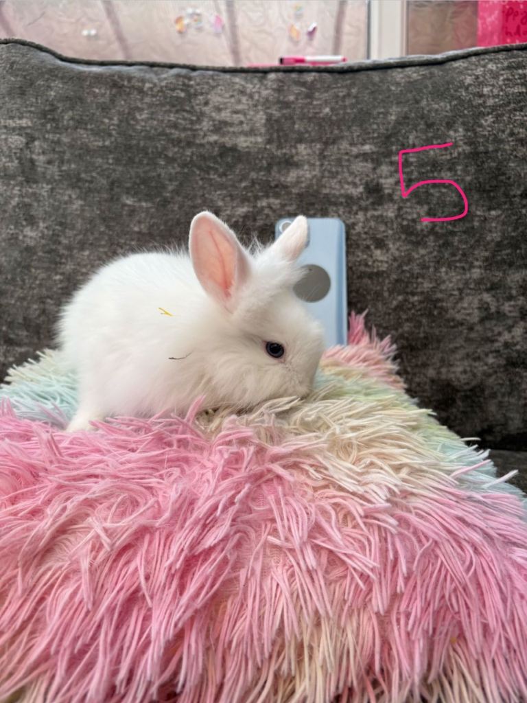 🐰 Adorable bunnies and a Rabbit Looking for Loving Homes 🐰