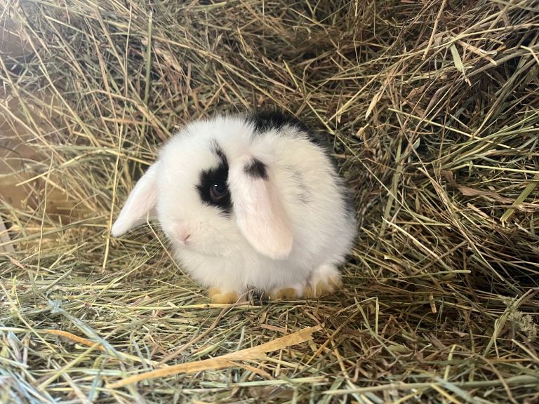 Gorgeous pure mini lops 