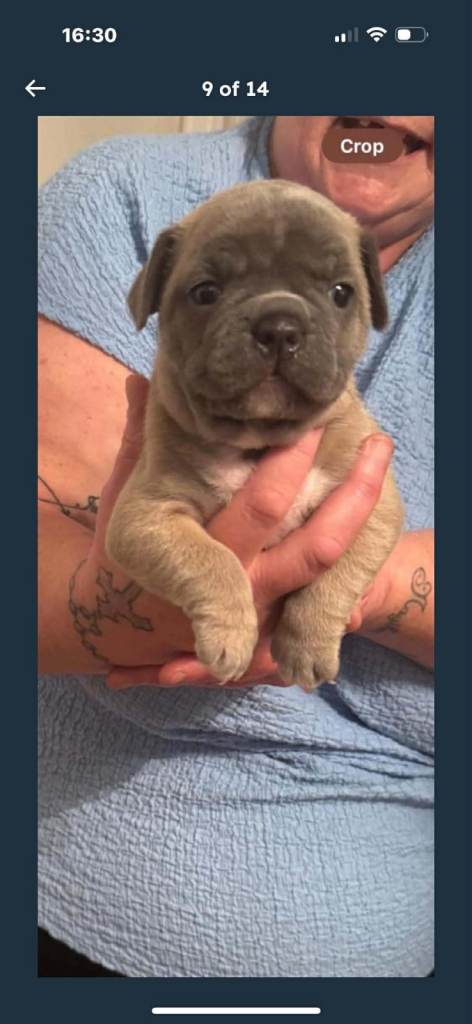 Frenchie cross bulldog 