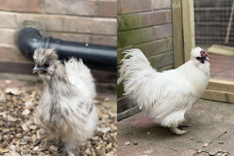 Silkie male & female