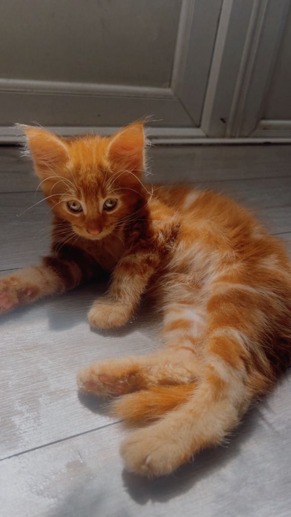 8 week old Playful kittens for sale