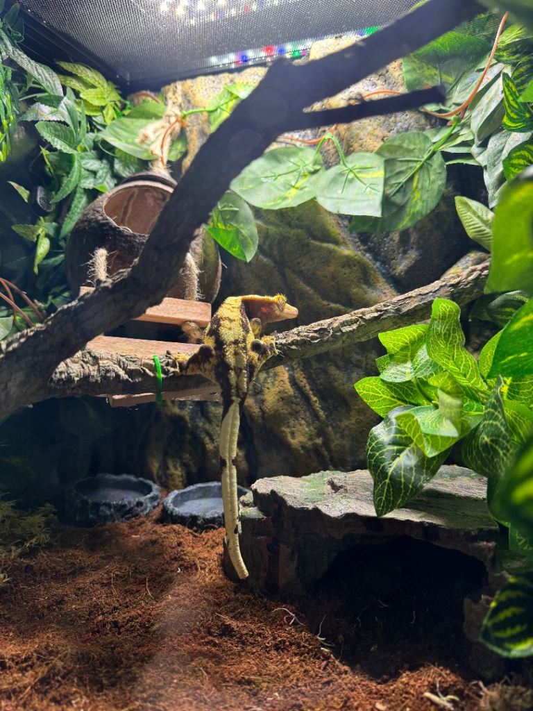 image for Lizard & vivarium for sale