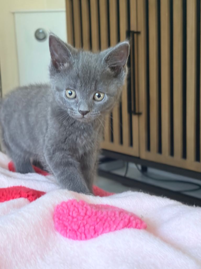 3 Male kittens looking for a loving home 