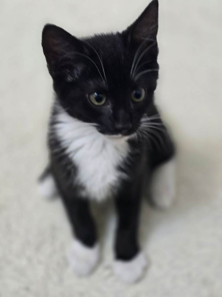tuxedo cat