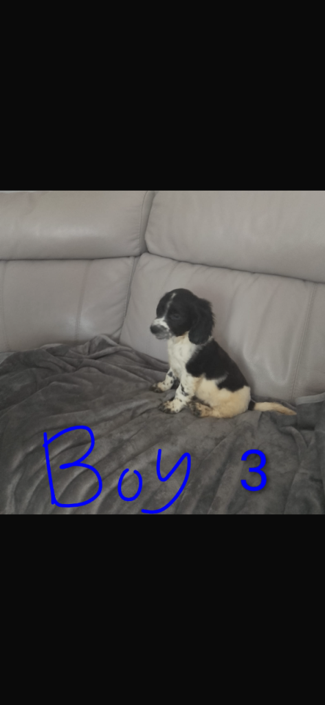 Cocker spaniel workers  puppies 